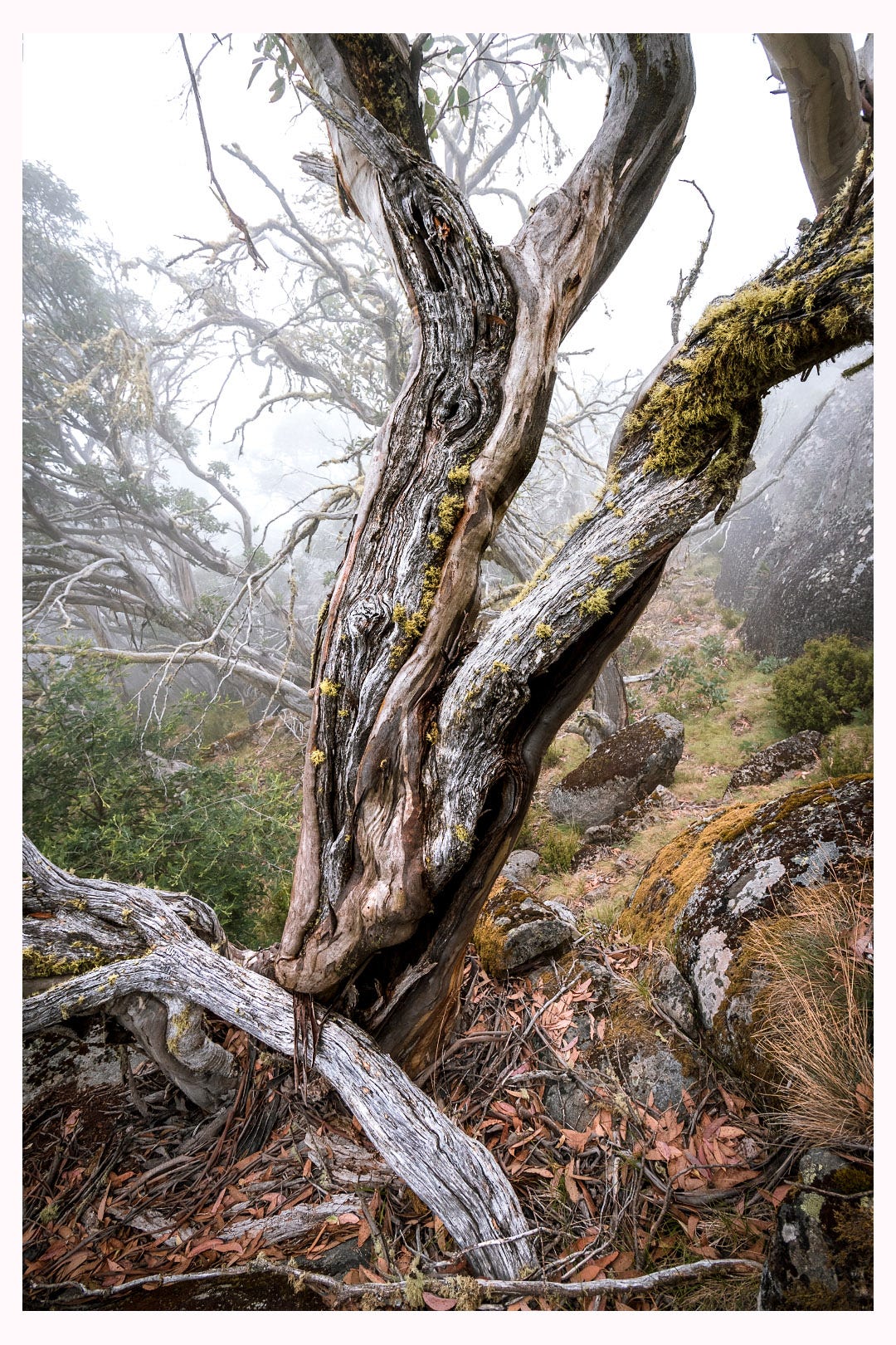 An ancient snow gum, covered in lichen, with much of its bark stripped away to expose the dying heartwood