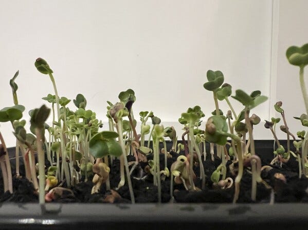 This Jan. 23, 2024, image provided by Jessica Damiano shows seeds sown in a takeout food container for growing microgreens on Long Island, New York. (Jessica Damiano via AP)