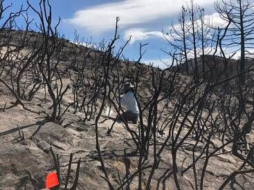 Holy Fire burn scar Holy Fire burn scar soil sampling