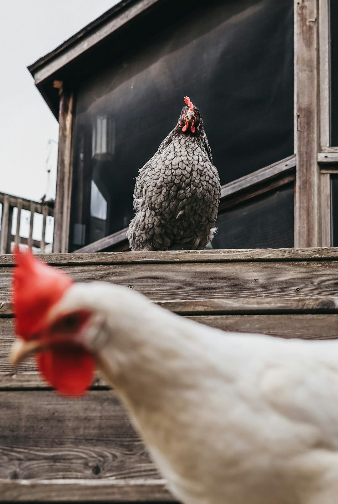 a close up of a chicken on a porch