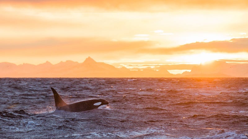 anhede-norway-lofoten-andenes-killer-whale-orca-safari-02 | Reporter Live