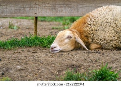 1,162 Lamb Sad Images, Stock Photos & Vectors | Shutterstock