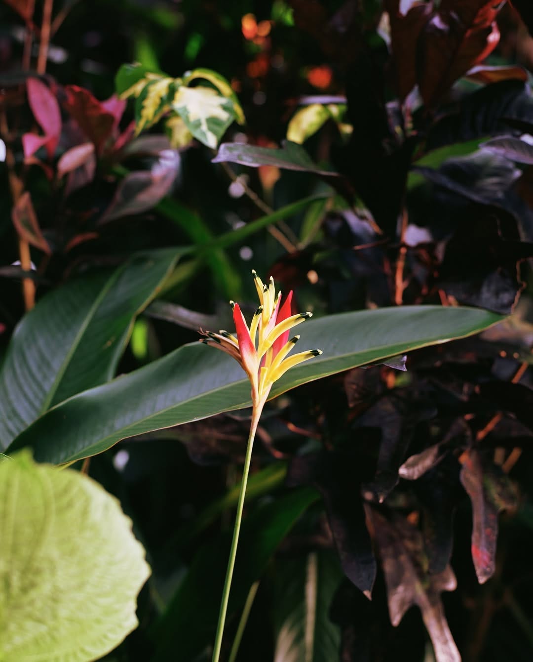 Peut être une image de fleur strelitzia