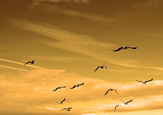 Birds flying in a yellow sky