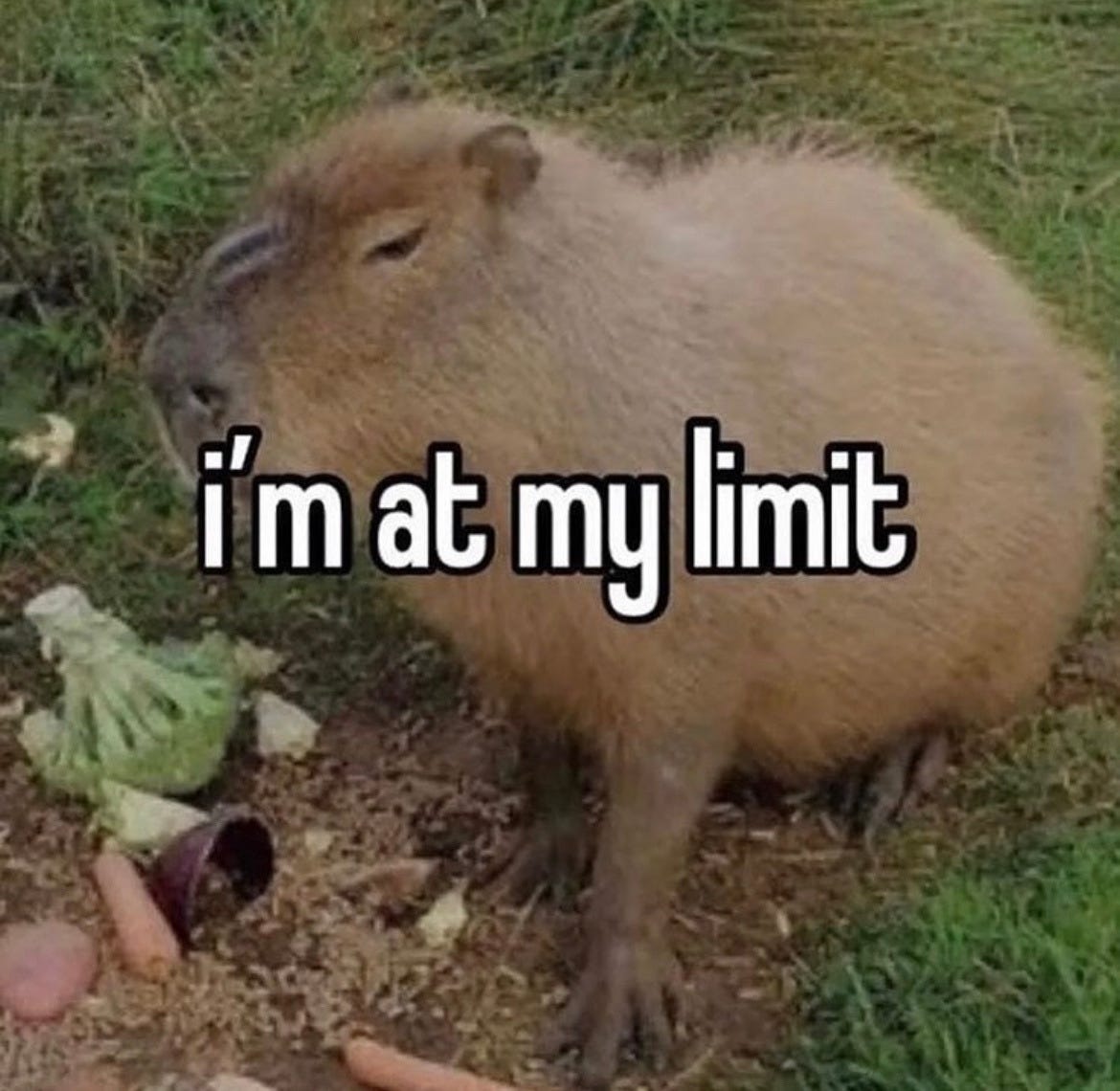 A picture of a capybara with "I am at my limit" overlayed on top.