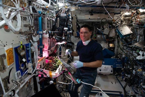 Astronaut on the space station with gardening experiments.