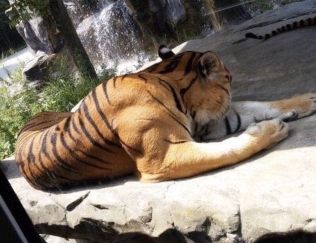 The muscles of a fully grown male tiger : r/nextfuckinglevel