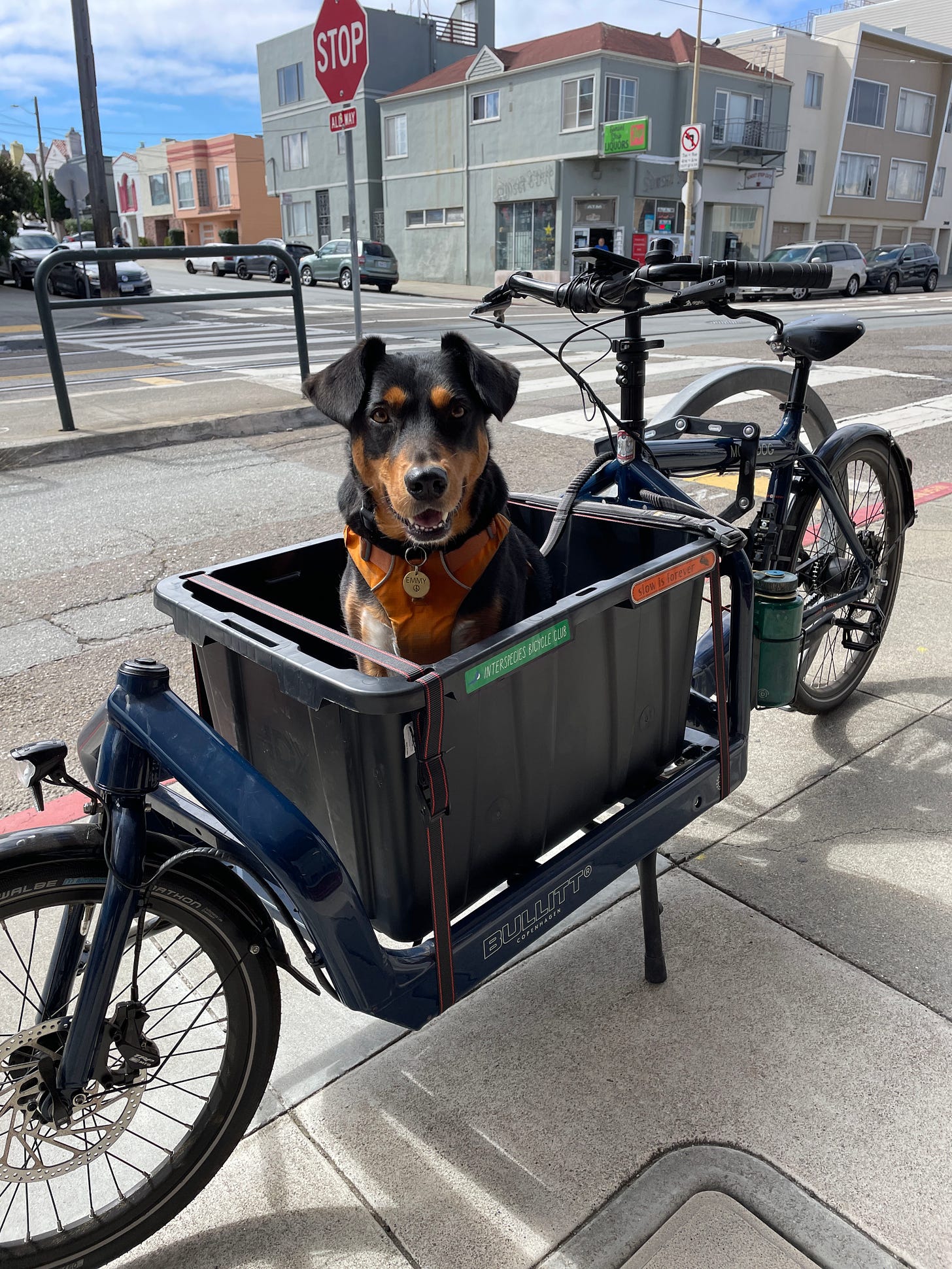 happy, medium-size dog in the front basket of a navy blue cargo bike, parked on a sidewalk in the city