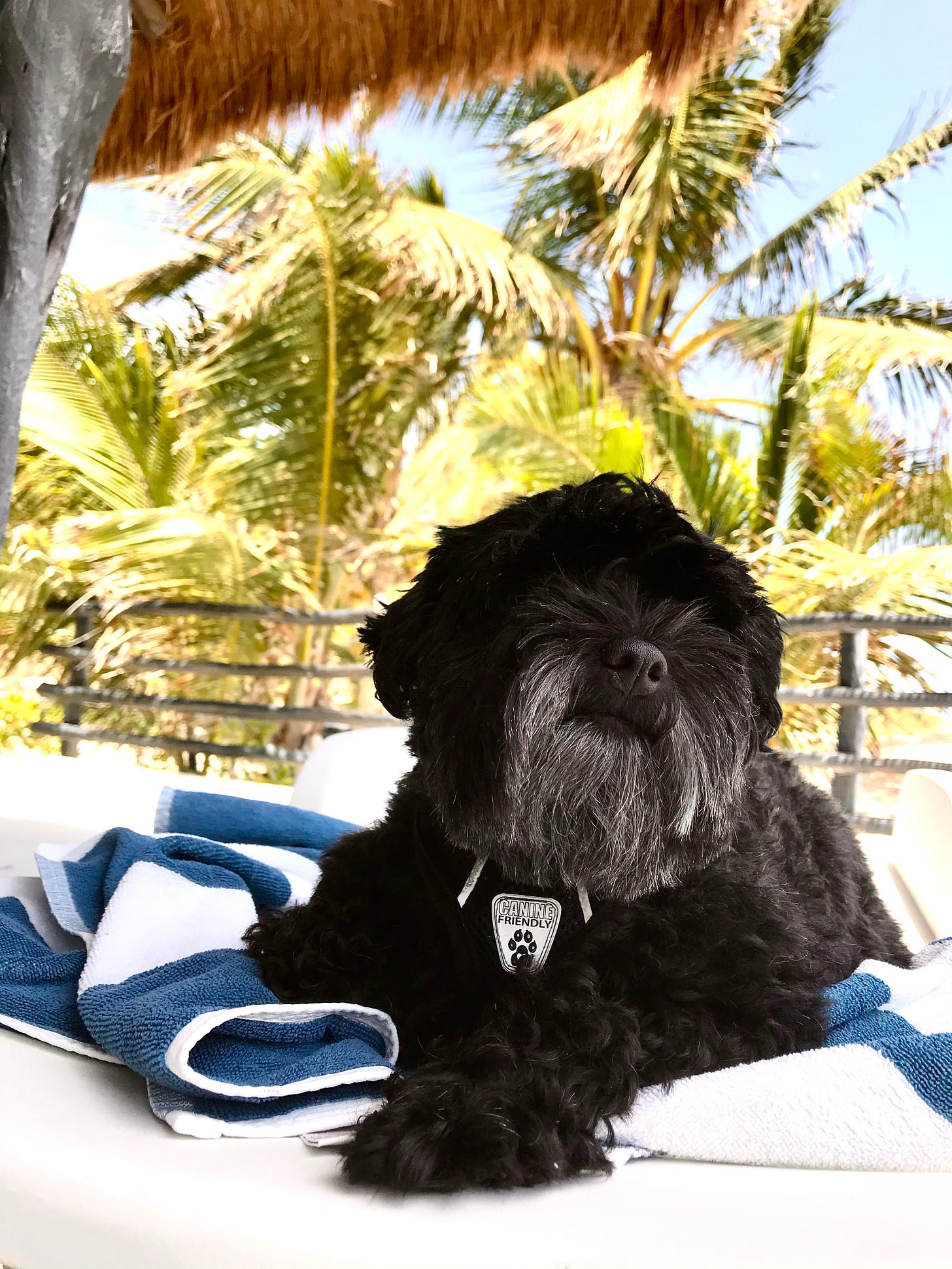 Small black dog laying down outside on the beach