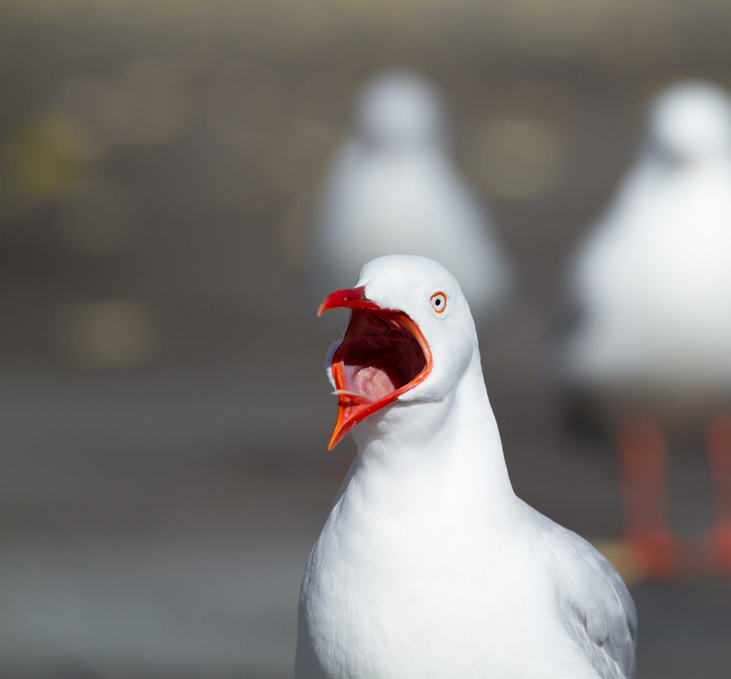 A seagull, mid-caw, against a blurred outdoor background