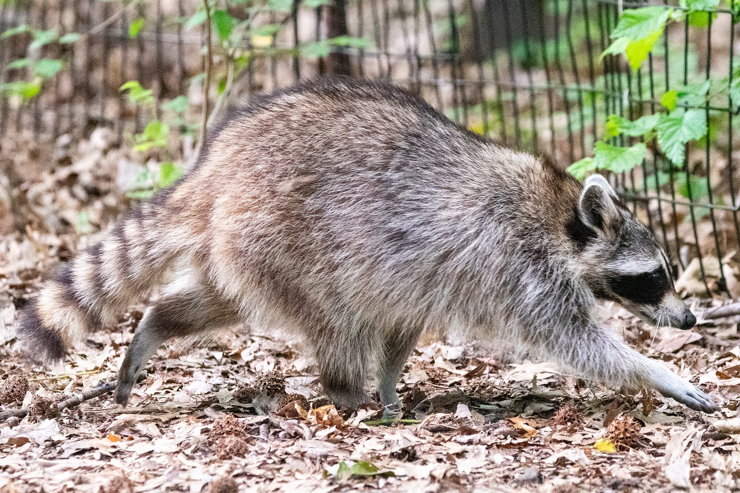 A raccoon walking forward deliberately