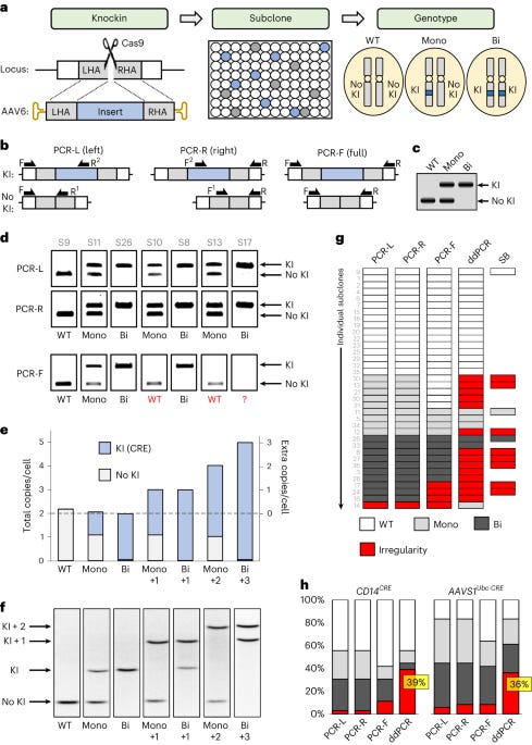 Genome engineering with Cas9 and AAV repair templates generates frequent concatemeric insertions of viral vectors | Nature Biotechnology