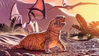 LACERTA-GOLIATH-largatos-extinguidos