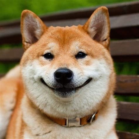 @innamckee on Instagram: "Собака- улыбака "smiling dog"" | Smiling dogs, Funny dogs, Japanese dogs