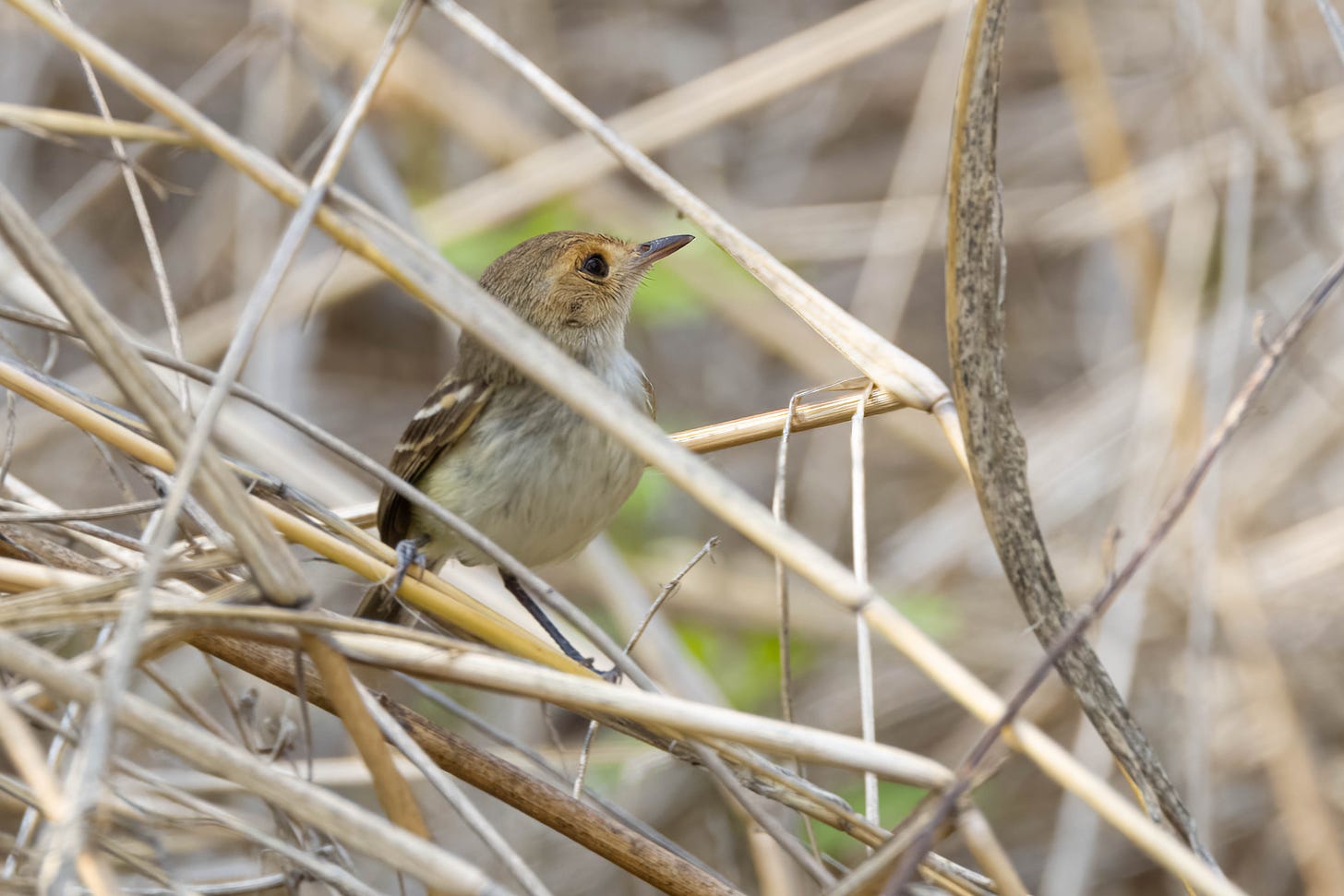 a small brown bird with darker brown, white-barred wings and an orange face, standing in a patch of dried brush, one piece of brush crossing from top left to bottom right in front of its neck. it is looking up and facing right.