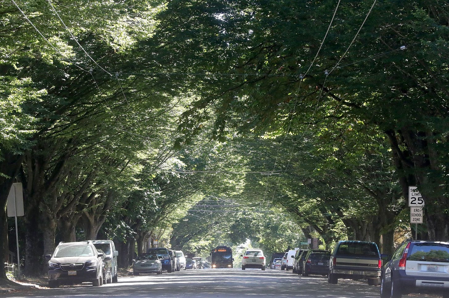 Create urban forester position to protect Seattle's dwindling tree canopy |  The Seattle Times