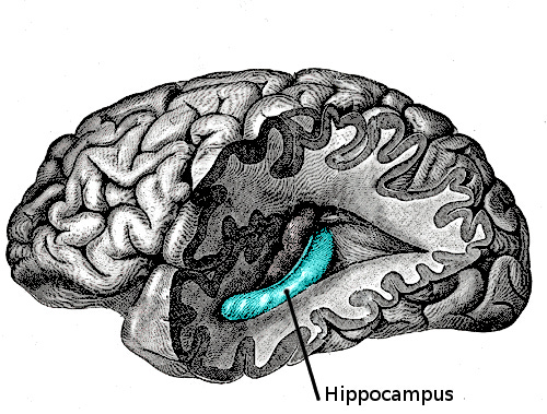 Hippocampus anatomy - Wikipedia