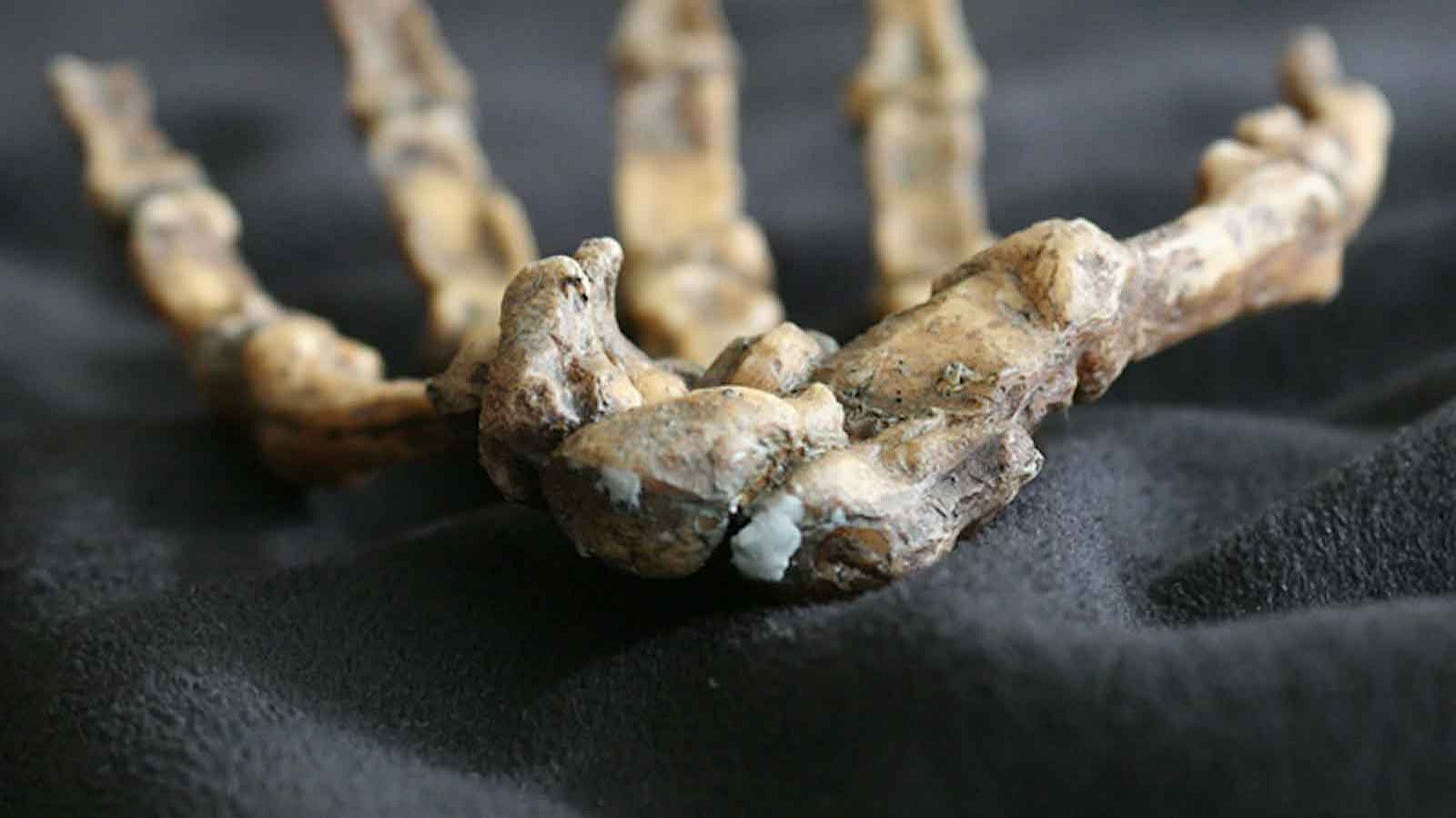 Wrist bones of Australopithecus sediba articulated with rest of hand in the background