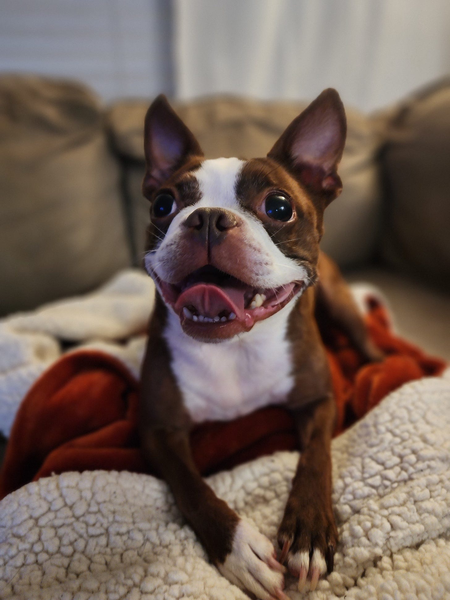 A small brown and white terrier looks up with her tongue hanging out of her mouth. She looks like she's smiling. She is lying on a burgundy and white fleece blanket on a brown suede couch.