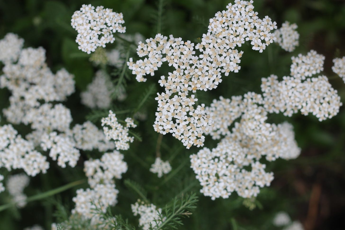 Clusters of tiny white blooms with off-white centres and long, feathery green leaves. 