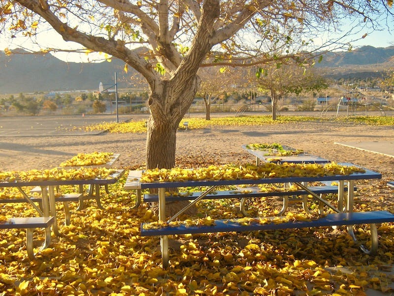 Photo by Sherry Killam Arts of outdoor lunch tables covered with yellow leaves from an emply tree with mountains in the background.