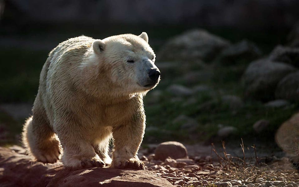 r/polarbears - This is Antonia, she is known as "the pygmy polar bear" due to genetic growth hormone deficiency (dwarfism), at Zoom Erlebniswelt, Gelsenkirchen, Germany.