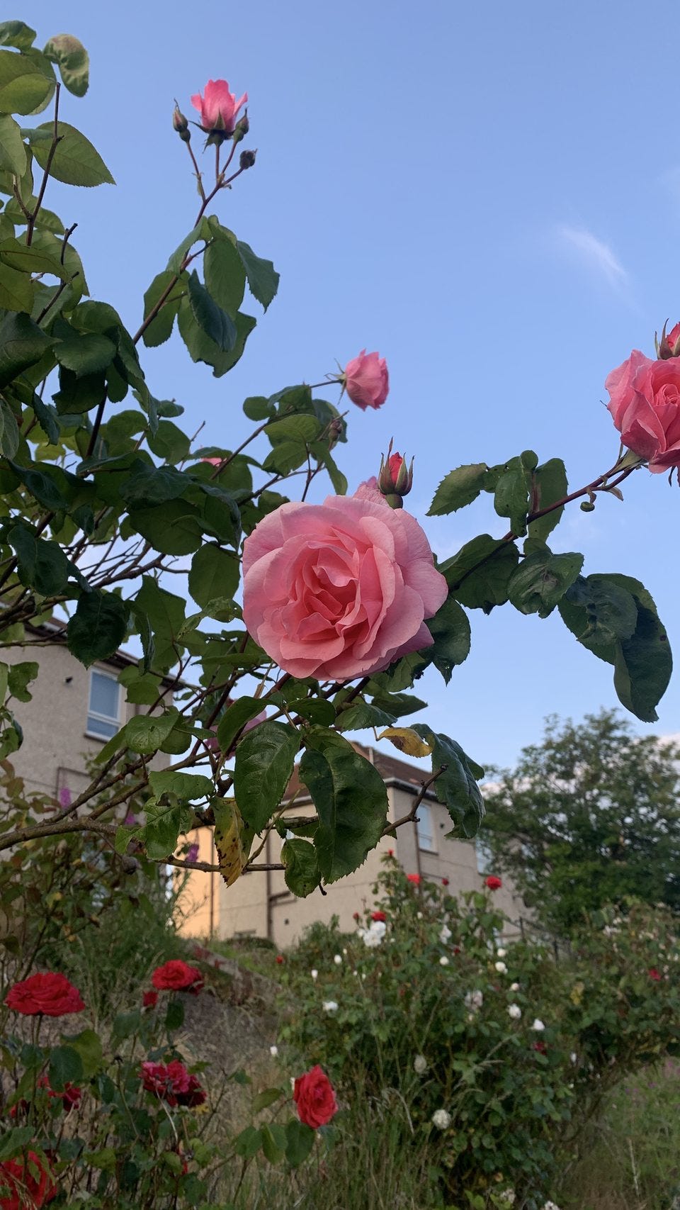 Perfect pink roses blooming against a dusky blue sky.