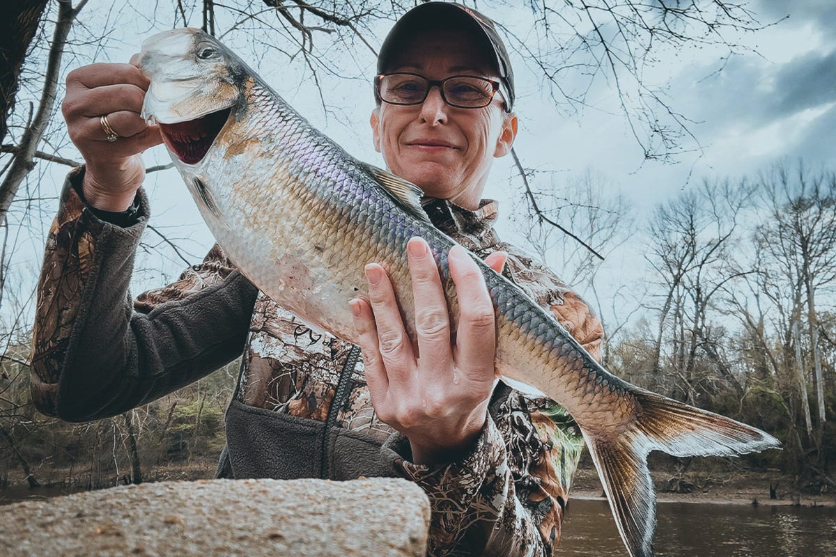 american shad