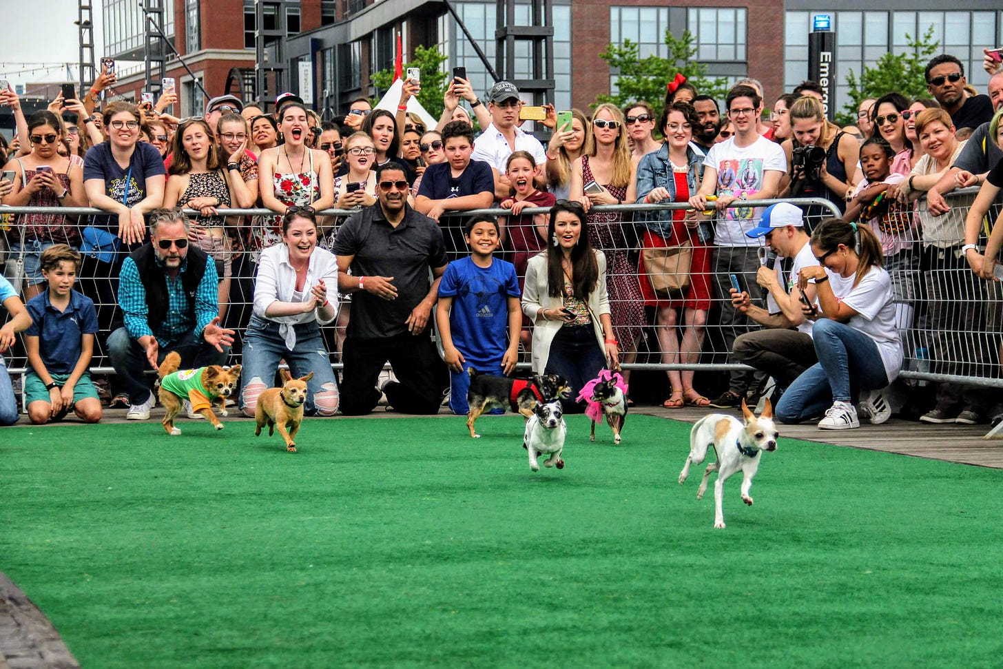 Running of the Chihuahuas at The Wharf DC