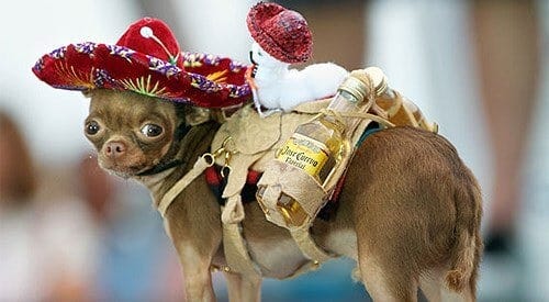 14th Annual Chihuahua Races - WhatToDo-VI