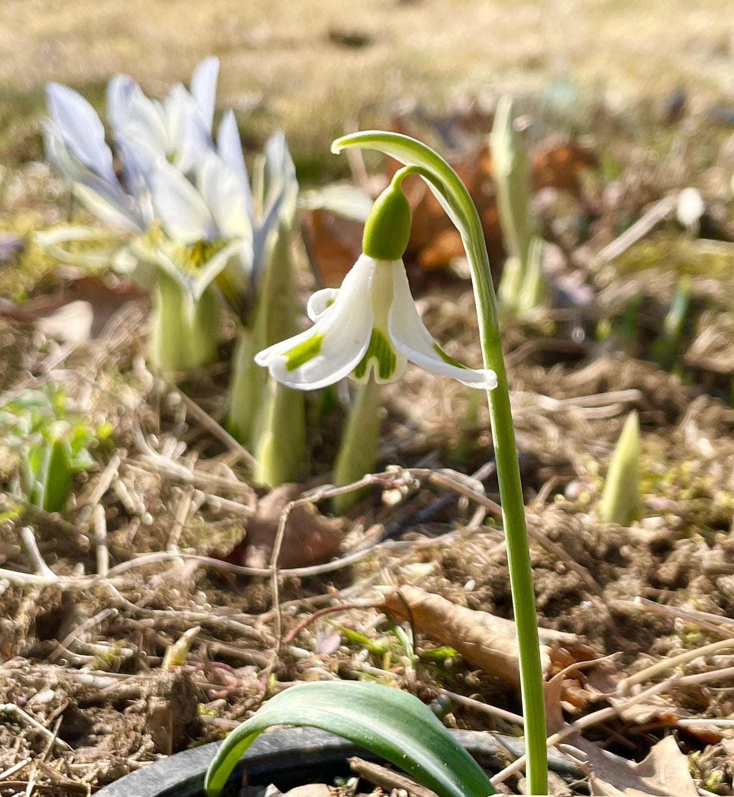 Galanthus ‘Trymposter’ is part of the Trym series of snowdrops with upturned petals with green markings. Galanthus ‘Trymposter’ is part of the Trym series of snowdrops with upturned petals with green markings.