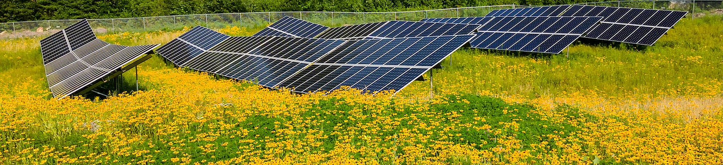 solar panels in a field of bright yellow flowers.