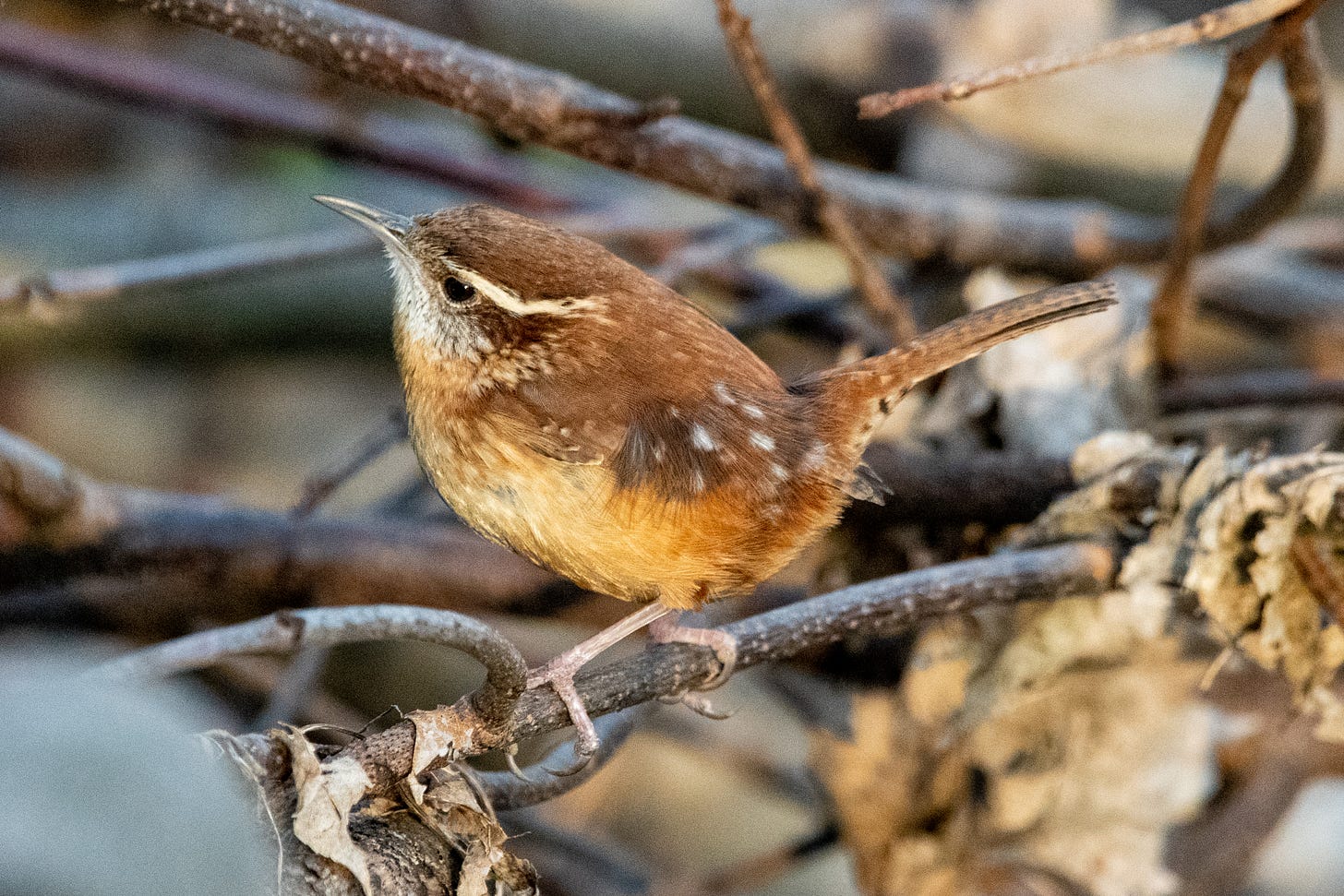A perched Carolina wren in profile, its body and its tail angled in a jaunty V
