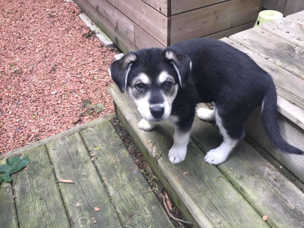 A small black-and-white puppy with floppy ears sits on some grey wooden steps. 