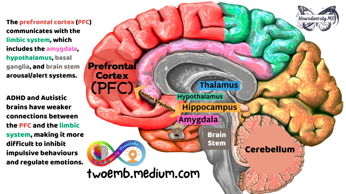 The prefrontal cortex (PFC) communicates with the limbic system, which includes the amygdala, hypothalamus, basal ganglia, and brain stem arousal/alert systems. ADHD and Autistic brains have weaker connections between the PFC and the limbic system, making it more difficult to inhibit impulsive behaviours and regulate emotions.