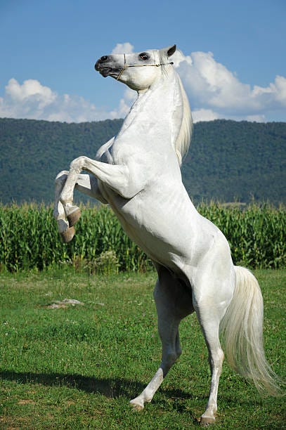 white horse rearing up in summer field - stallion stock pictures, royalty-free photos & images