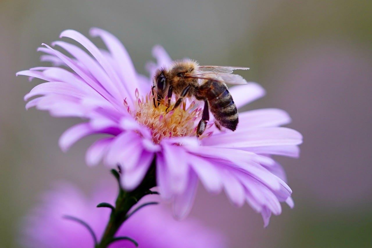 A bee gathers pollen from a purple flower