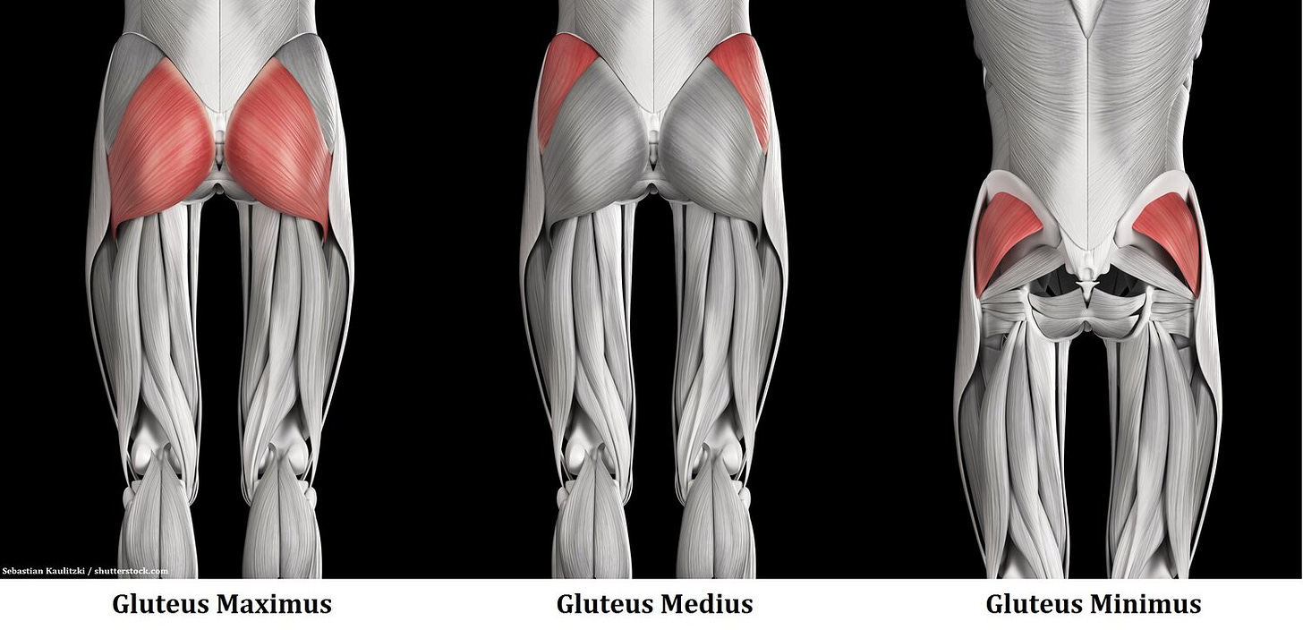 Beginners Guide to Glute Muscles — Aaron Schiavone Personal Trainer