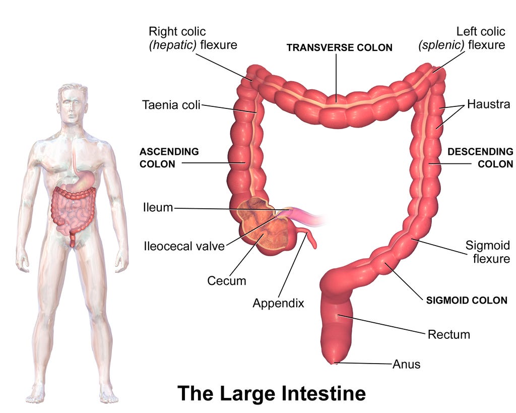 Anatomy of the large intestine