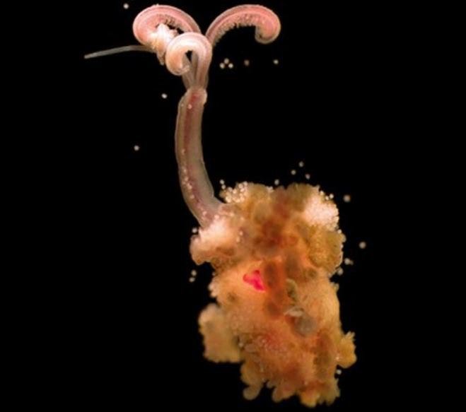 Osedax antarcticus Bone-eating worm