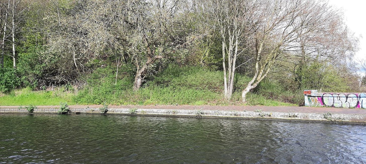 Canal showing trees in bloom on the opposite bank.