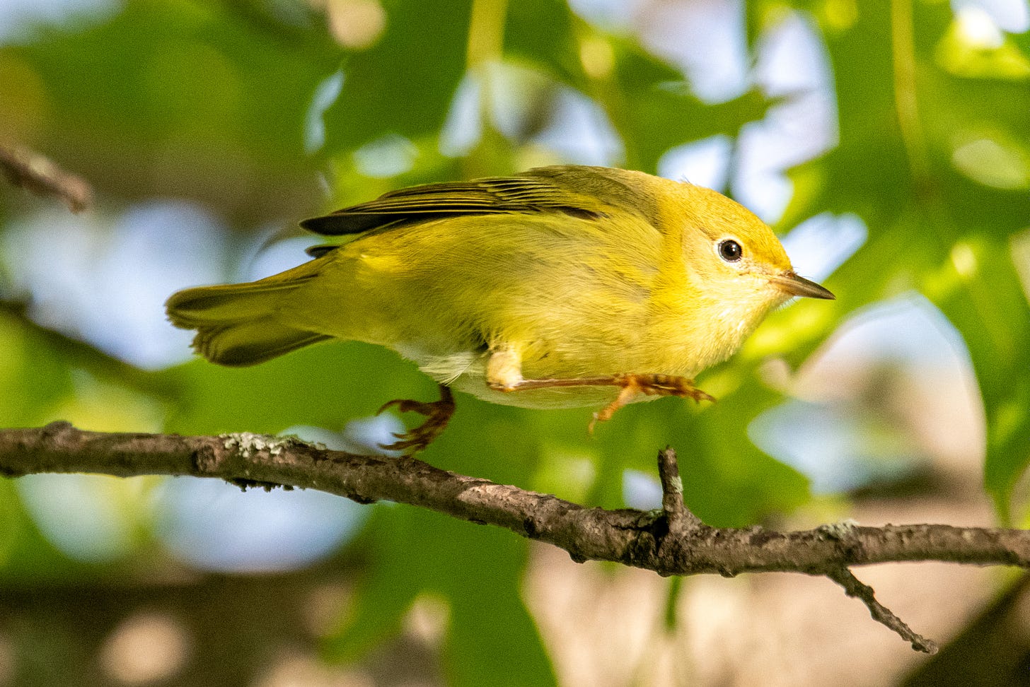 A yellow warbler running along top of a branch, neither foot touching the branch