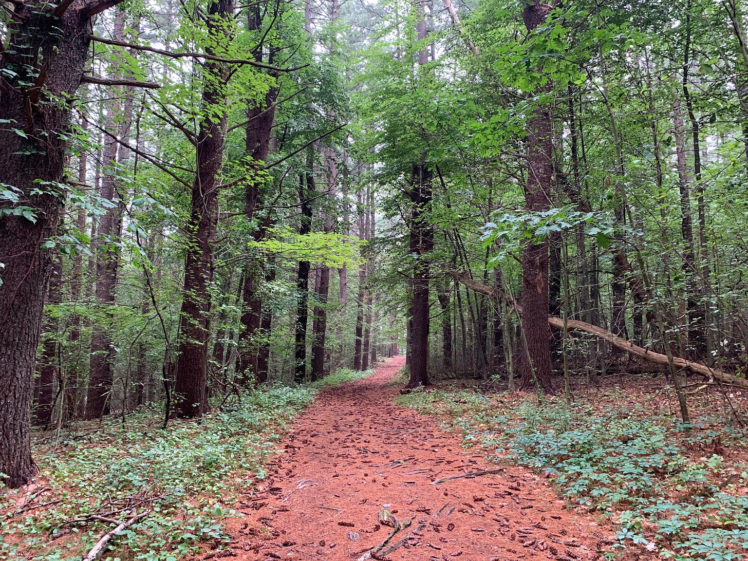 A photo of a foggy coastal new england woods. The path is covered with orange pine needles.