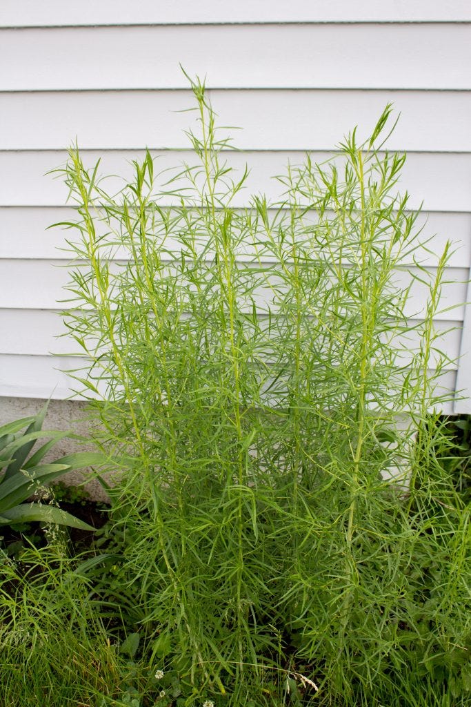 Tarragon plant 