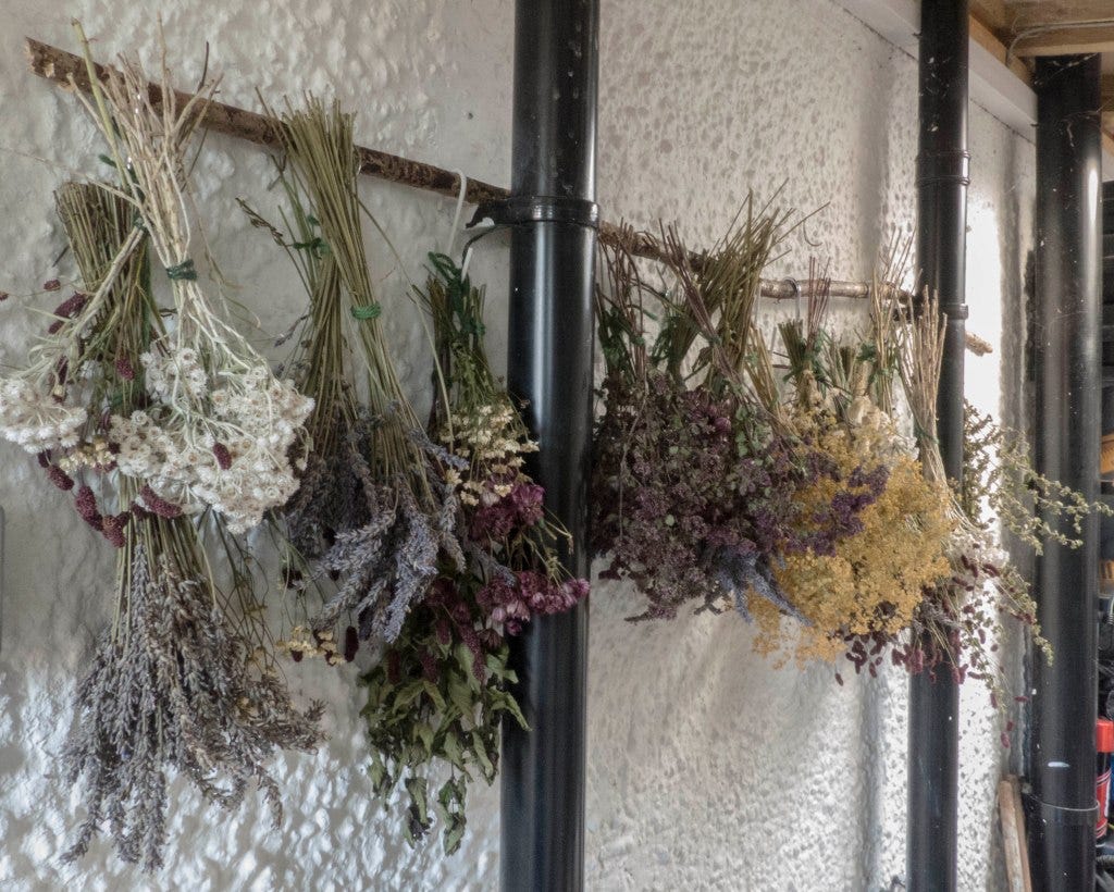 Drying flowers from the garden
