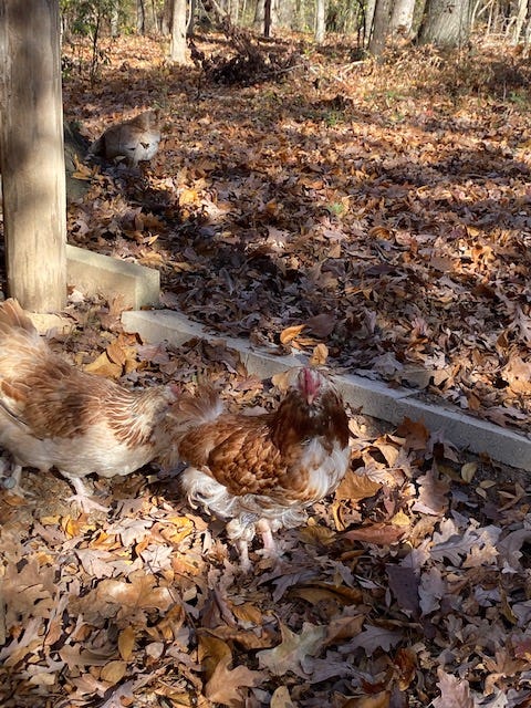 three salmon faverolle hens foraging on fall leaves