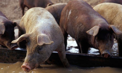 Pigs at a trough