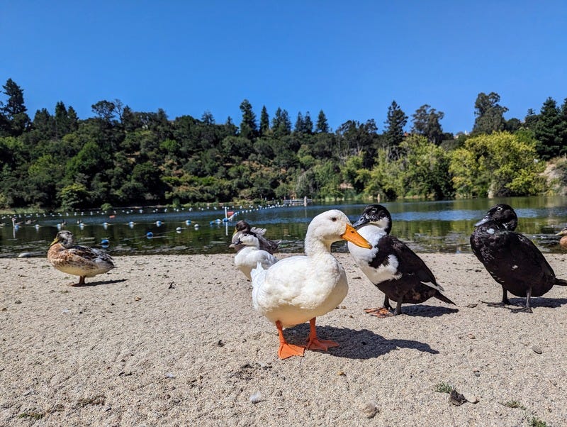 A photo of several ducks on the sand next to a small lake. The closest duck is white with an orange bill and feet. The ducks are calmly hanging out.