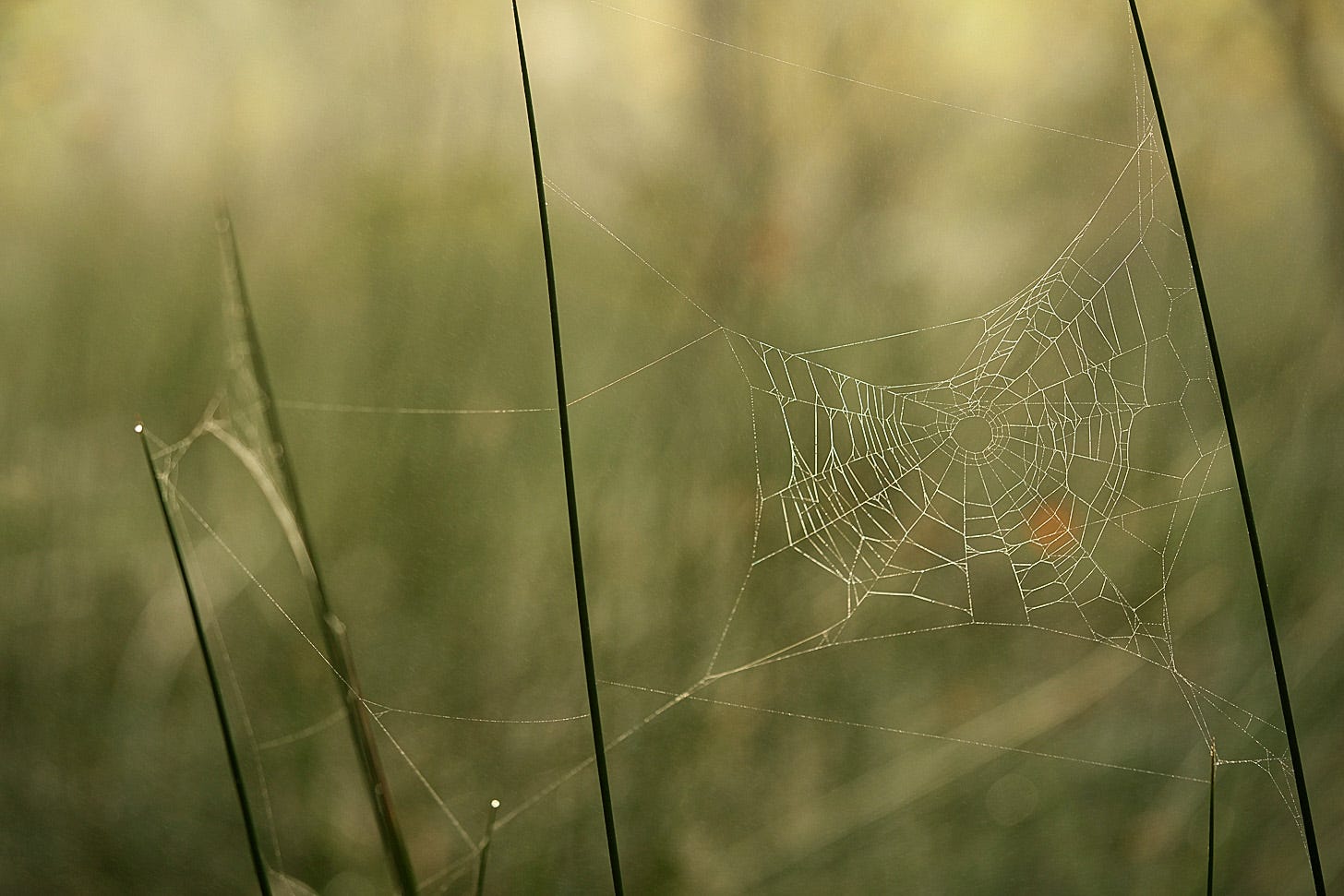 An orb weaver spider’s web anchored between spiked leaves of soft rush, and backlit by the sun on  a misty morning