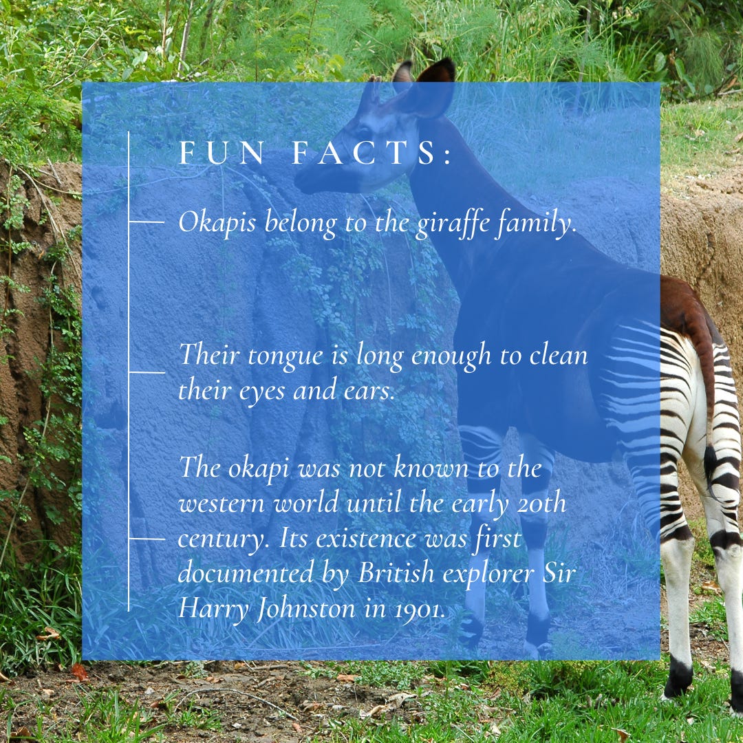 Fun facts about the okapi.